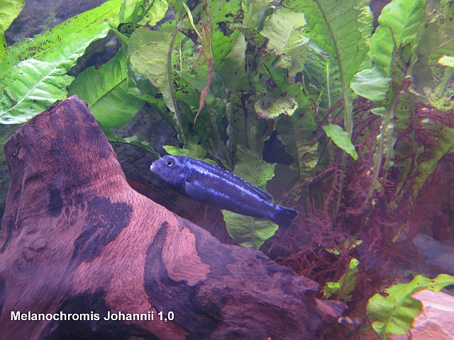 Melanochromis Johannii 1,0